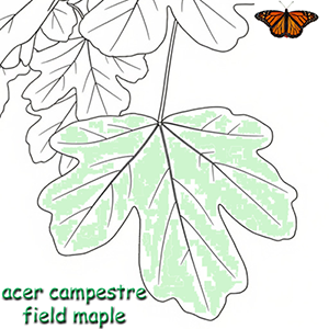 acer campestre leaf identification